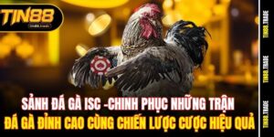 Sảnh đá gà ISC: Chinh phục những trận đá gà đỉnh cao cùng chiến lược cược hiệu quả